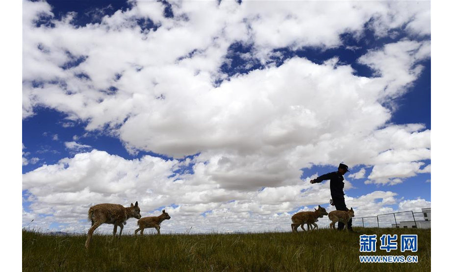 可可西里索南达杰保护站藏羚羊救护中心里的小藏羚羊（2017年8月15日摄）。新华社记者 张宏祥 摄