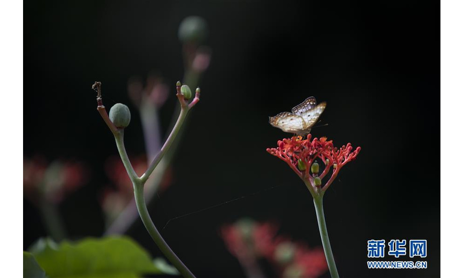 3月27日，在巴西里约热内卢植物园，一只蝴蝶停在花上。 新华社记者李明摄