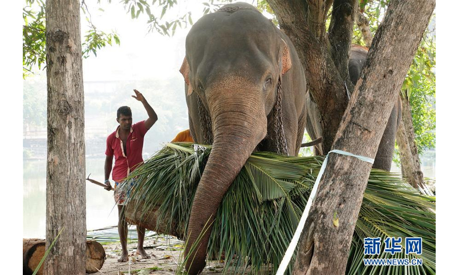 　　2月18日，在斯里兰卡首都科伦坡贝拉湖大象营地，一头大象搬运大捆棕榈叶。 位于斯里兰卡首都科伦坡市中心的贝拉湖畔平日里行人不多、十分安宁。不过，在每年2月佛教节日“纳瓦姆月圆节”期间，这里都会因一些远方“贵宾”安营扎寨而失去以往的宁静，它们就是受邀参加月圆节游行的几十头大象。 新华社记者 唐璐 摄