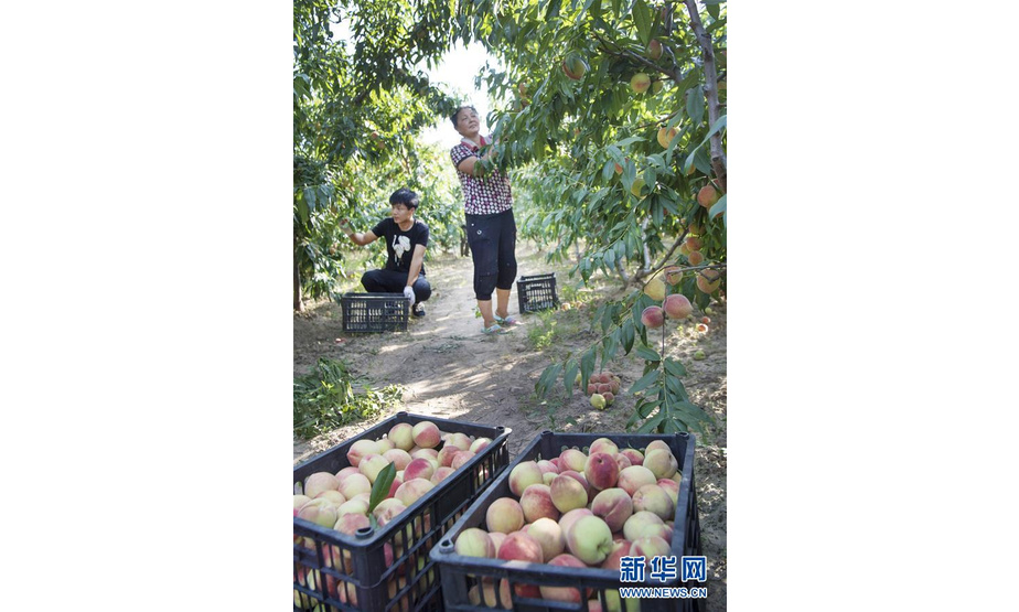 8月15日，青阳岔镇高石崖村村民张锦丽一家在桃园采摘桃子。新华社记者 陶明 摄