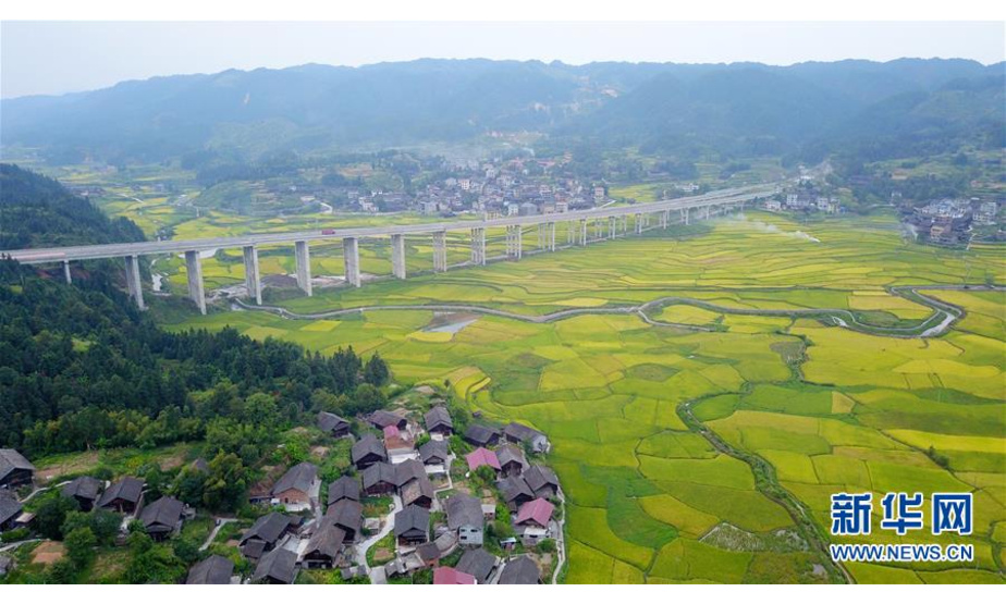 这是9月3日无人机拍摄的贵州省天柱县高酿镇大坝稻田。新华社记者 杨文斌 摄