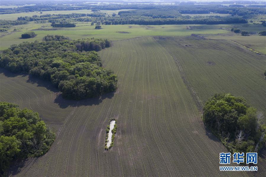 　这是7月4日在黑龙江垦区五大连池农场拍摄的绿色田野（无人机照片）。 正值夏日，在黑龙江垦区五大连池农场，万亩耕地的美丽线条和苍翠的林地相互映衬，构成了一幅壮观的绿色画卷。 新华社记者 谢剑飞 摄