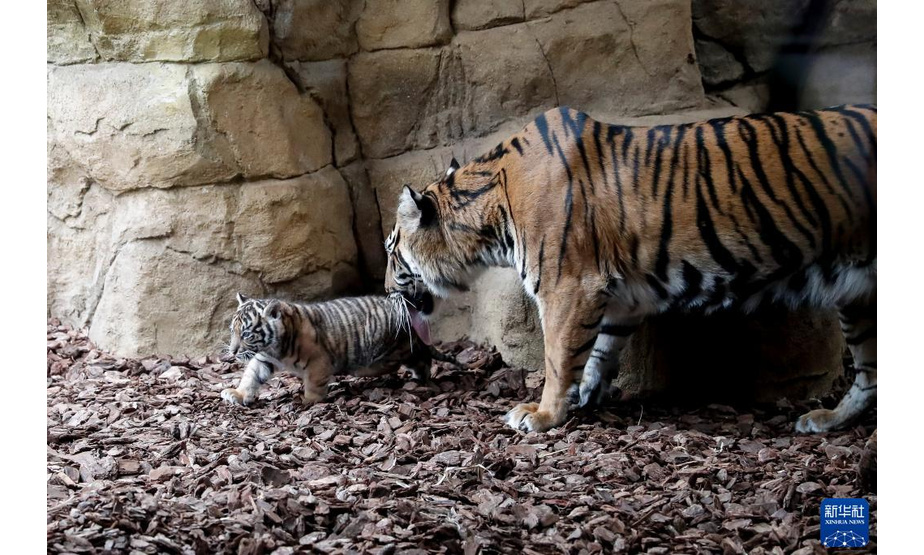 1月27日，苏门答腊虎幼崽（左）与虎妈妈在英国伦敦动物园里散步。

　　英国伦敦动物园的苏门答腊虎家族近日“喜添新丁”。 一只苏门答腊虎幼崽于2021年12月12日出生，“虎头虎脑”的它立即成为动物园里的明星。

　　新华社记者 韩岩 摄