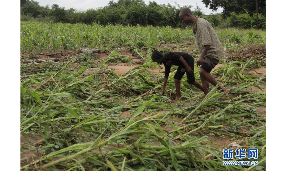 3月17日，在津巴布韦马尼卡兰省的奇马尼马尼，农民查看被洪水冲毁的庄稼。 津巴布韦政府16日表示，15日晚开始袭击该国东部的强热带气旋“伊代”造成的死亡人数升至31人，另有数十人失踪。 新华社发（肖恩·朱萨摄）