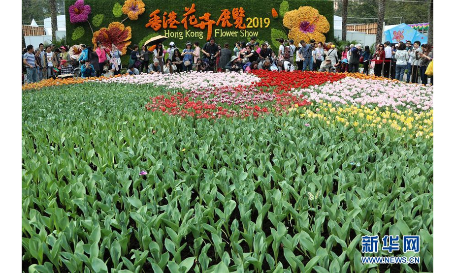 3月19日，游客在香港花卉展览上赏花。 近日，正在香港维多利亚公园举办的香港花卉展览吸引众多市民、游客前来游玩。 新华社记者 吴晓初 摄