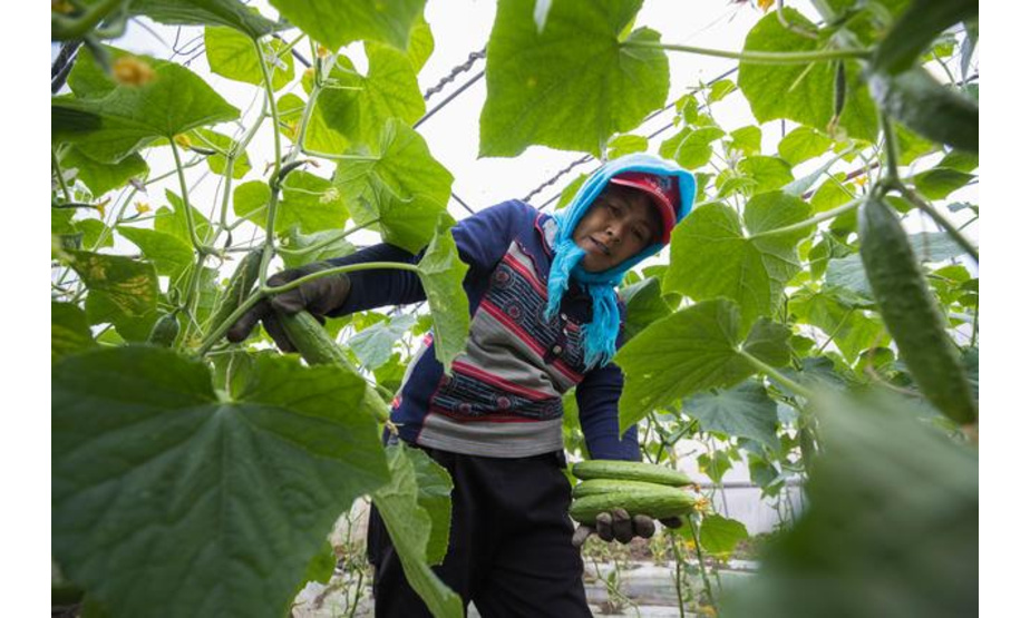 5月26日，菜农在位于黑龙江省哈尔滨市的红旗农场腾硕达农业产业园区采摘黄瓜。