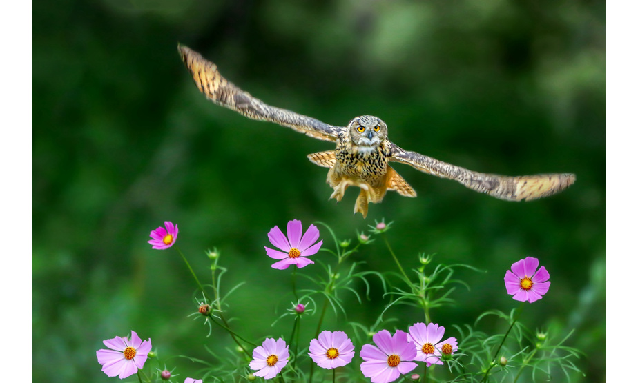 生态环境的改善，促进野生鸟类雕鸮的生长（摄影：张世亭）