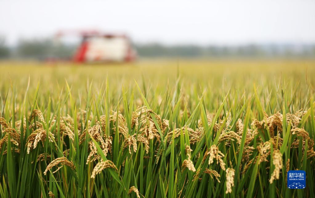 10月20日，农民驾驶收割机在山东省临沂市郯城县郯城街道田间收获水稻。

　　据农业农村部20日消息，目前秋粮收获近八成，近期的连阴雨对产量影响总体有限，秋粮增产已成定局。全年粮食产量有望再创历史新高，连续7年保持在1.3万亿斤以上。

　　新华社发（张春雷摄）