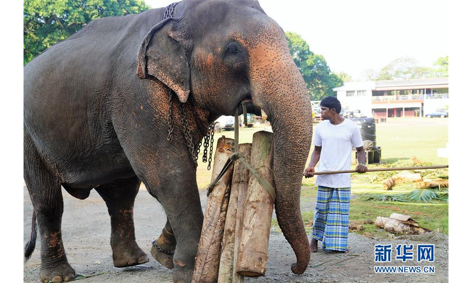 　2月19日，在斯里兰卡首都科伦坡，25岁的大象“坎贾纳”搬运作为自己口粮的三根木头。大象用象脚大力踩踏后，用鼻子将木头丝塞进嘴里。 位于斯里兰卡首都科伦坡市中心的贝拉湖畔平日里行人不多、十分安宁。不过，在每年2月佛教节日“纳瓦姆月圆节”期间，这里都会因一些远方“贵宾”安营扎寨而失去以往的宁静，它们就是受邀参加月圆节游行的几十头大象。 新华社记者 唐璐 摄