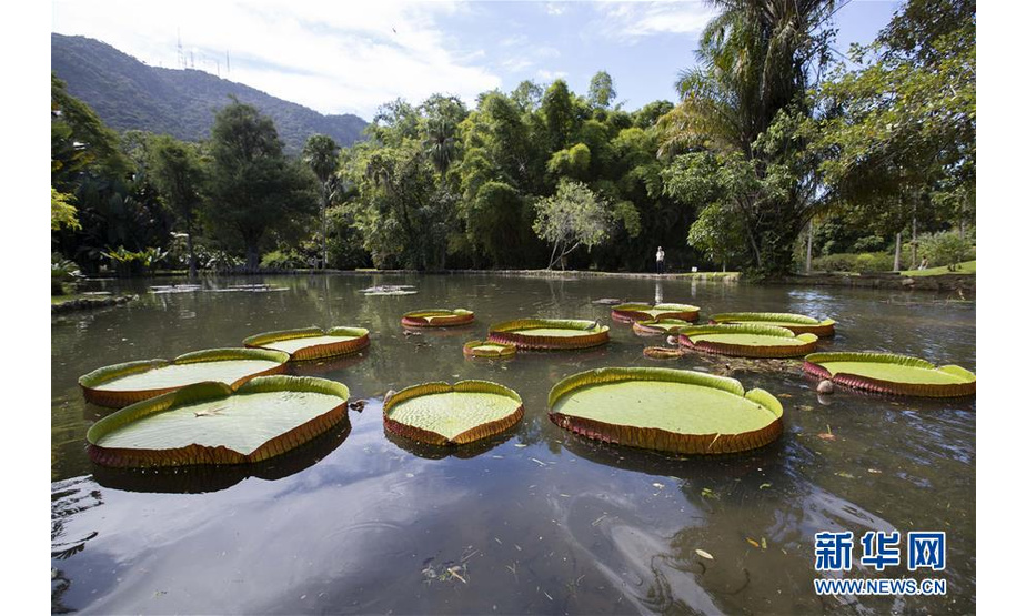 这是3月27日在巴西里约热内卢植物园拍摄的王莲。 新华社记者李明摄
