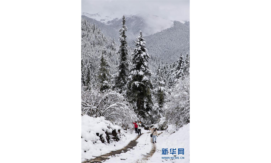 10月21日，游客在玛嘉沟的森林踏雪赏景。新华社记者 江宏景 摄