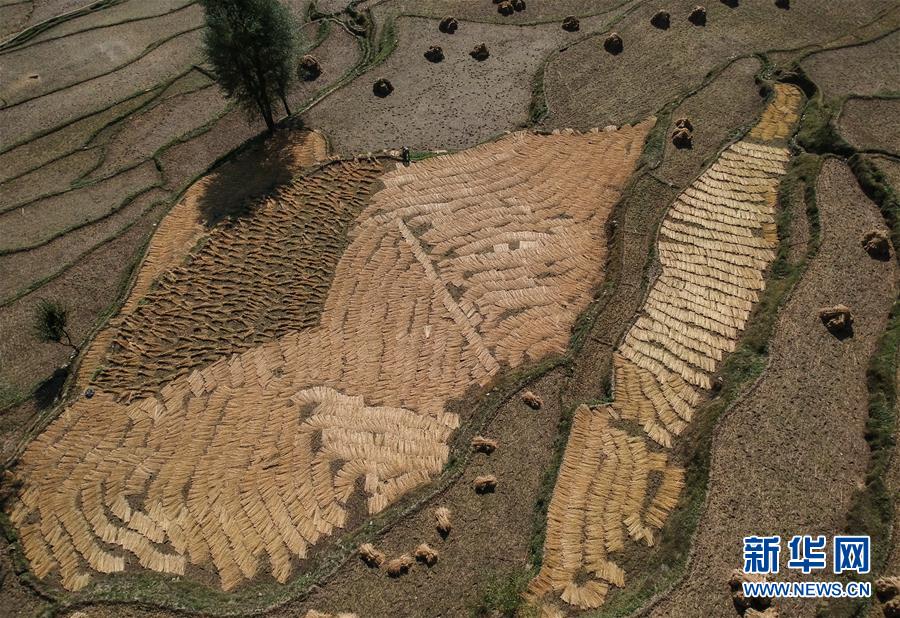 这是10月21日在印控克什米尔阿嫩德纳格拍摄的收割后的稻田。 新华社发（贾维德·达尔摄）