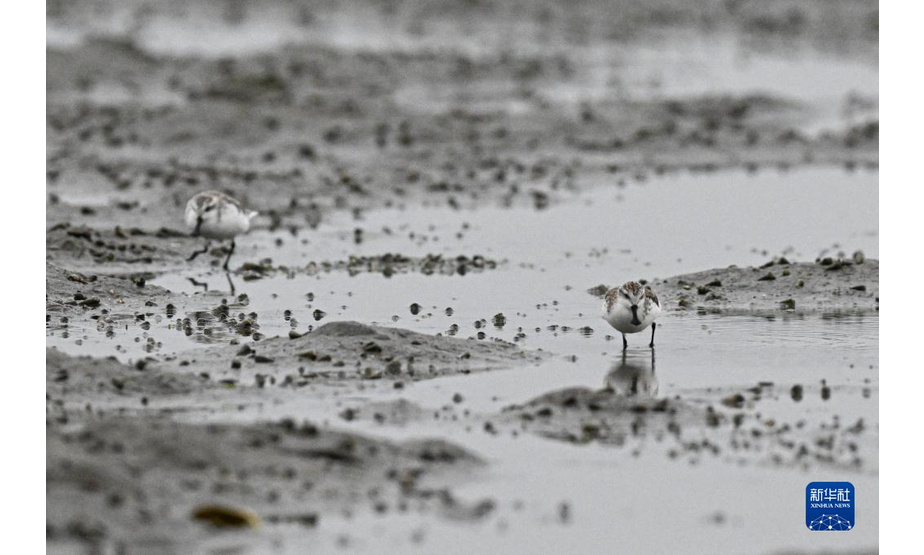 1月23日，两只勺嘴鹬在海南儋州一处湿地觅食。

　　勺嘴鹬被世界自然保护联盟列为极度濒危鸟类，也是国家一级重点保护野生动物。

　　新华社记者 蒲晓旭 摄