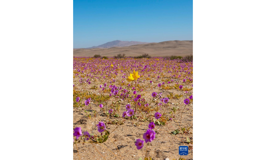 10月13日，智利北部阿塔卡马沙漠中鲜花盛开。

　　在冬季降水量较多的年份，开春之后，阿塔卡马沙漠最南部靠近海岸的地方会有很多沙漠植物发芽、开花。由于今年6月至8月阿塔卡马沙漠南缘经历了几场降水，春季到来时，这里便绽放出大片的花毯。“开花的沙漠”这一现象作为智利北部春季偶有出现的美景，吸引了各地的旅游者，也为当地科学家研究耐旱植物特性、利用基因技术发展耐旱作物提供了“天然实验室”。

　　新华社发（维克多·奥维勒斯摄）