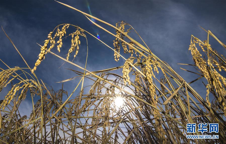 这是10月10日在吉林省和龙市光东村拍摄的成熟的稻穗。 金秋时节，稻谷飘香。吉林省延边朝鲜族自治州进入水稻收获季，田间地头金黄遍野，稻浪滚滚，一派丰收景象。 新华社记者 许畅 摄