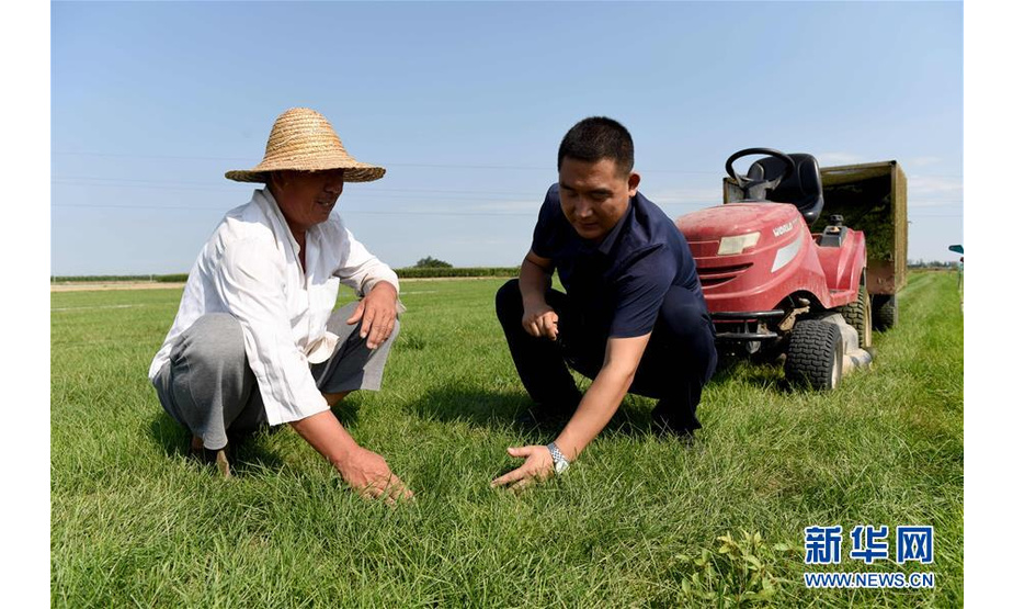 8月21日，在河北任县西固城乡小东吴村，王壮（右）和农场工人一起查看草皮的生长情况。华社记者 朱旭东 摄