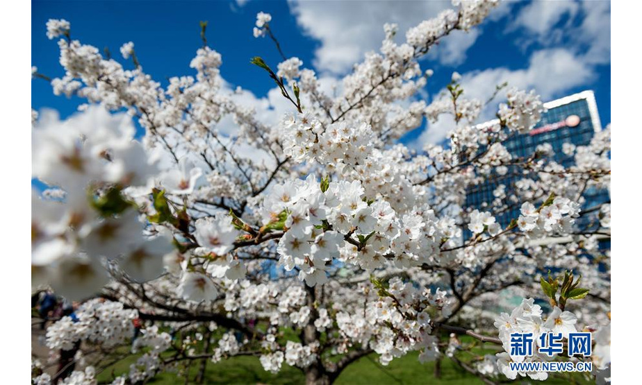 这是4月22日在立陶宛首都维尔纽斯一个公园里拍摄的樱花。近日，立陶宛天气逐渐转暖，首都维尔纽斯的樱花盛开。新华社发（阿尔弗雷达斯·普里亚迪斯摄）