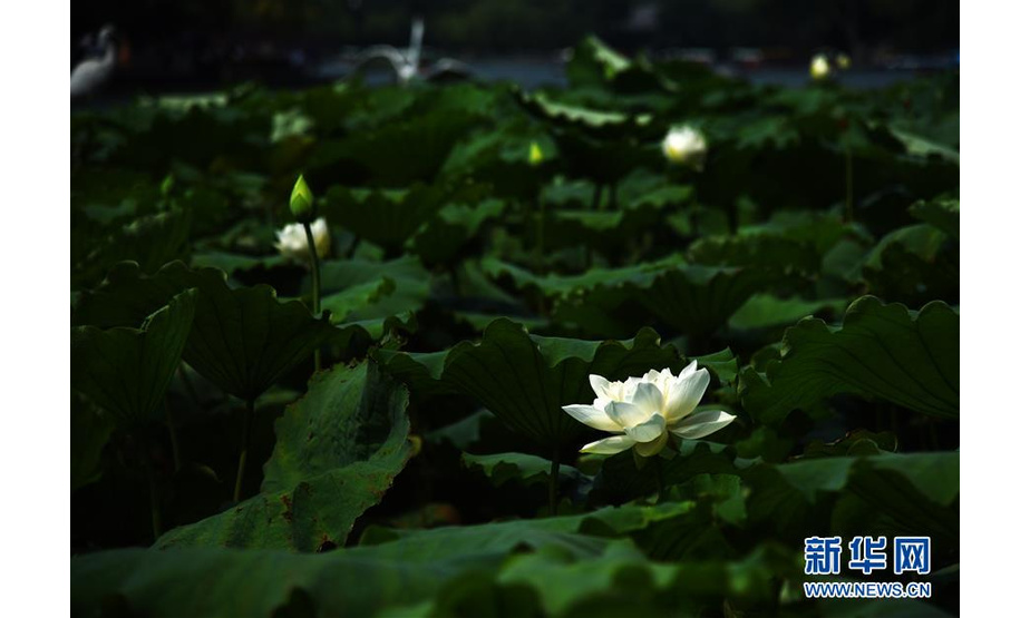 　　这是7月14日拍摄的济南大明湖内的荷花。

