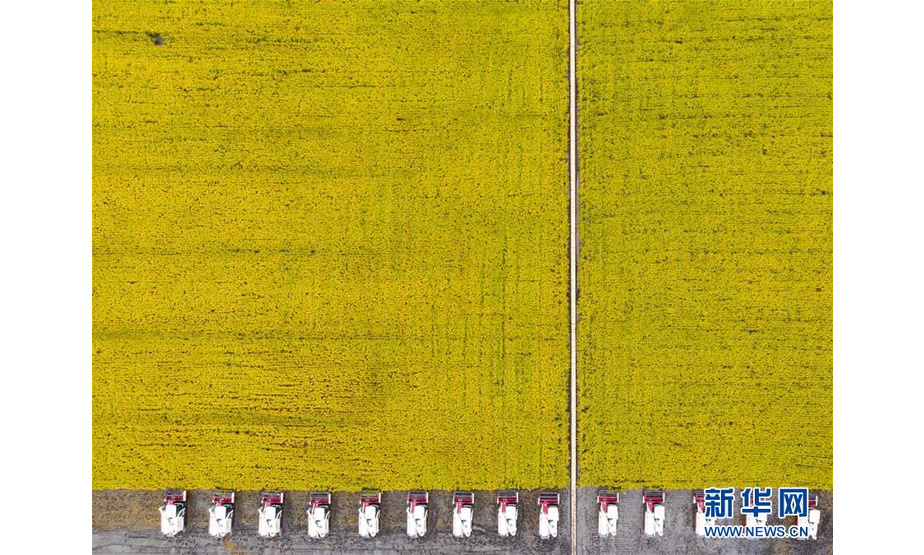 这是9月21日拍摄的黑龙江省富锦市万亩水稻公园里的金色稻田（无人机照片）。新华社发（张涛 摄）