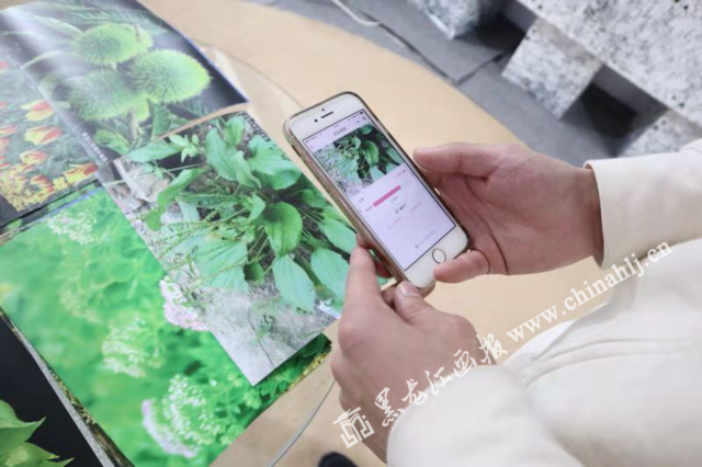手机扫一扫植物全知晓 只为寻花智能小程序今