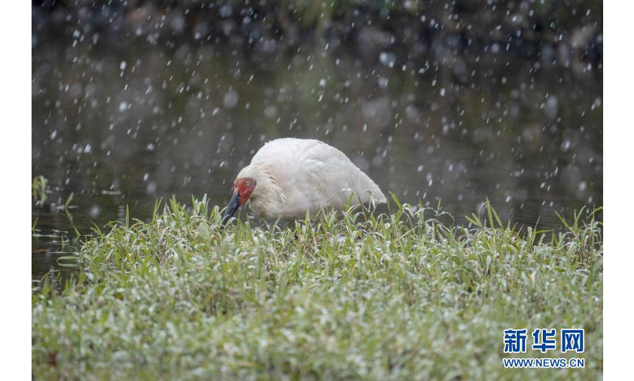 11月22日，在华阳镇小华阳村，一只朱鹮在雪中觅食。近日，位于秦岭南麓的陕西省汉中市洋县华阳镇下起了入冬以来第一场大雪。新华社发（王平 摄）
