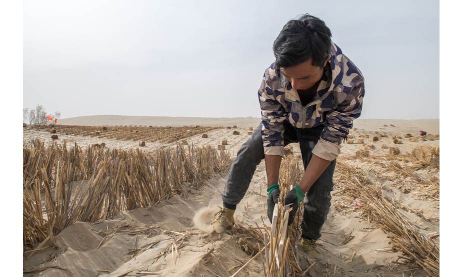2019年4月20日，塔克拉玛干沙漠公路边，防沙工人们辛勤的做防沙工作，他们切芦苇做长长的防沙带。
