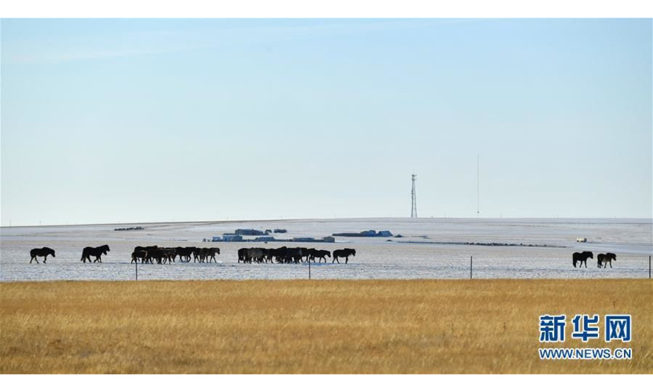 12月15日在呼伦贝尔市陈巴尔虎旗拍摄的马群。 冬日，内蒙古自治区东北部的呼伦贝尔大草原披上银装，景色壮美。 新华社发（贝赫摄）