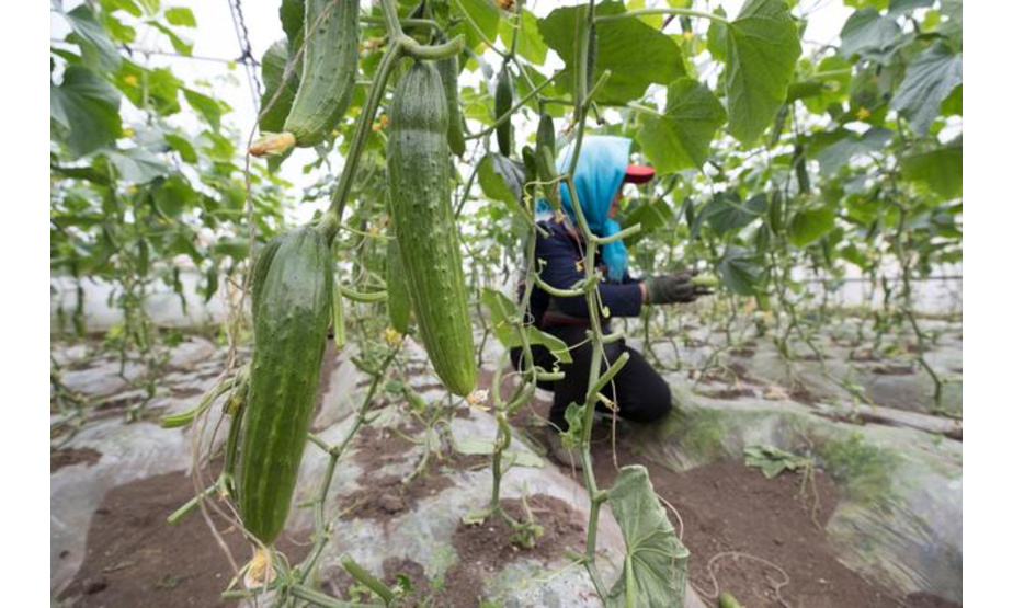 5月26日，菜农在位于黑龙江省哈尔滨市的红旗农场腾硕达农业产业园区采摘黄瓜。