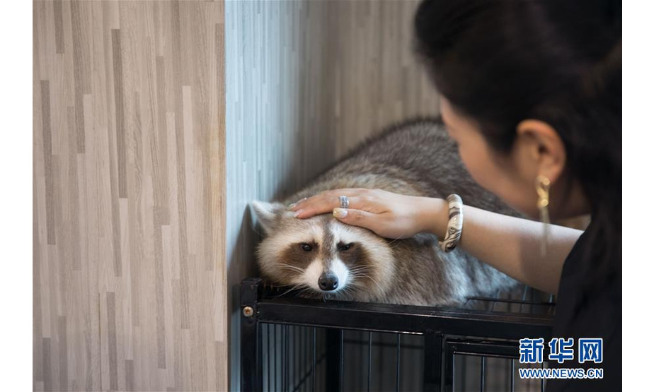 9月9日，一名顾客在曼谷动物咖啡馆和一只浣熊互动。新华社记者 张可任 摄