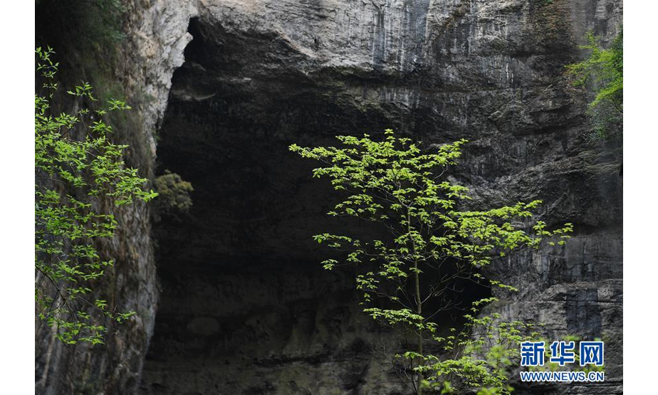 地洞河天坑的岩洞（4月22日摄）。位于陕西省汉中市宁强县的地洞河天坑，是禅家岩天坑群中规模最大的一处天坑，坑内分布有石钟乳、石笋，具有极高的地质研究价值。 新华社记者 张博文 摄