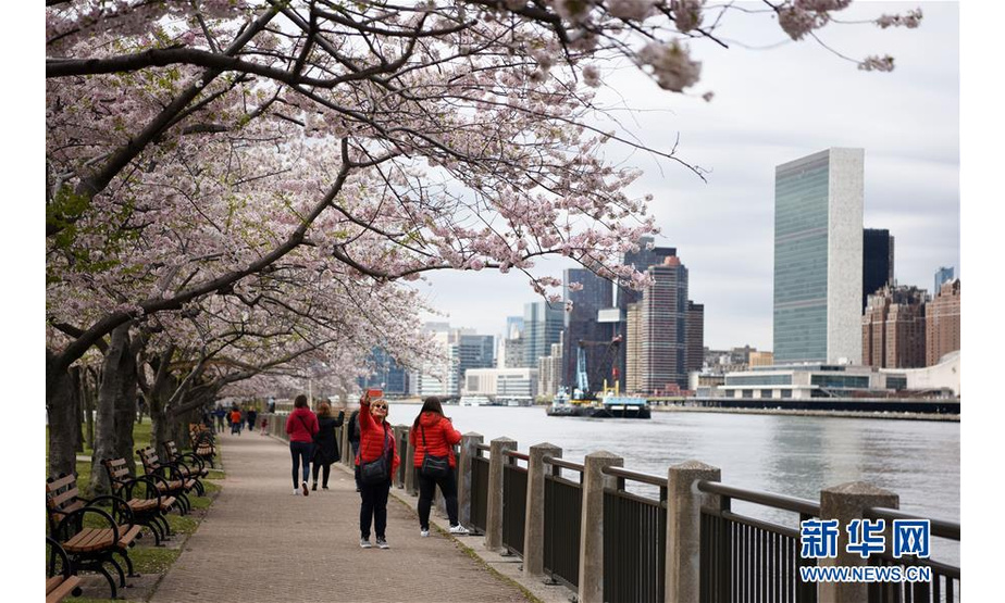 4月17日，游客在美国纽约罗斯福岛观赏樱花。随着气温回暖，4月的纽约告别了漫长冬季，春花烂漫，生机盎然。 新华社记者韩芳摄