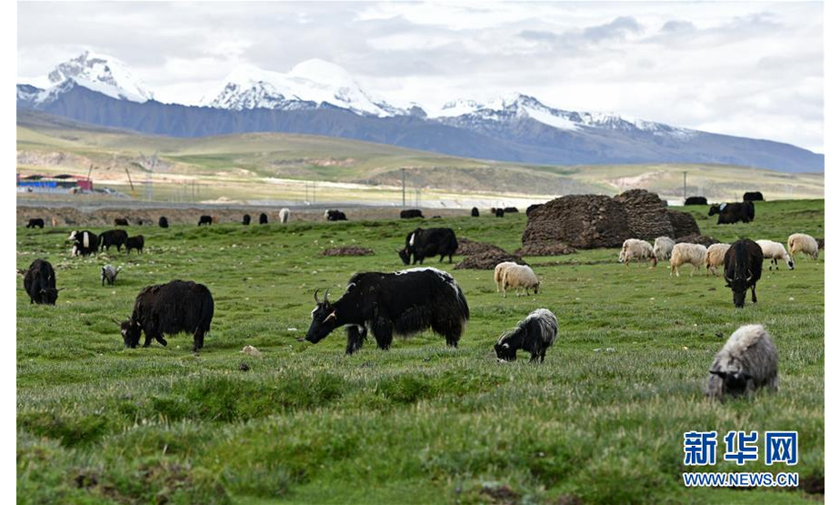 这是西藏当雄县草原上成群的牛羊（8月9日摄）。 进入雨季，藏北当雄县境内的牧场水草丰美，牛羊膘肥体壮。藏北地区是西藏重要的畜牧业产区之一，产自藏北地区的酥油、酸奶、牛羊肉等产品销往各地，是当地牧民的主要收入来源。 新华社记者 李鑫 摄
