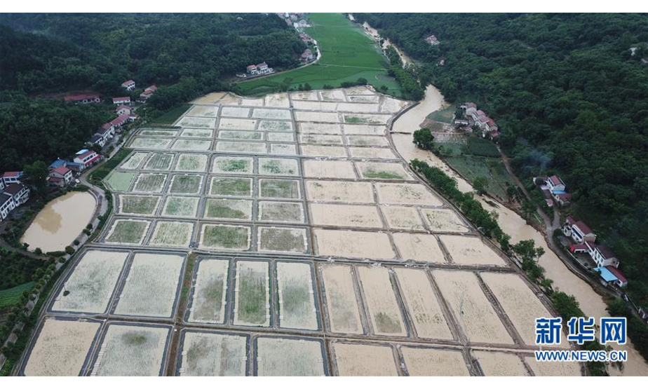 7月6日，在澧县甘溪滩镇，一处农田遭受洪水侵袭（无人机照片）。 近日，湖南省常德市澧县出现强降雨天气，造成部分地区农田被淹。 新华社发（陈振海 摄）