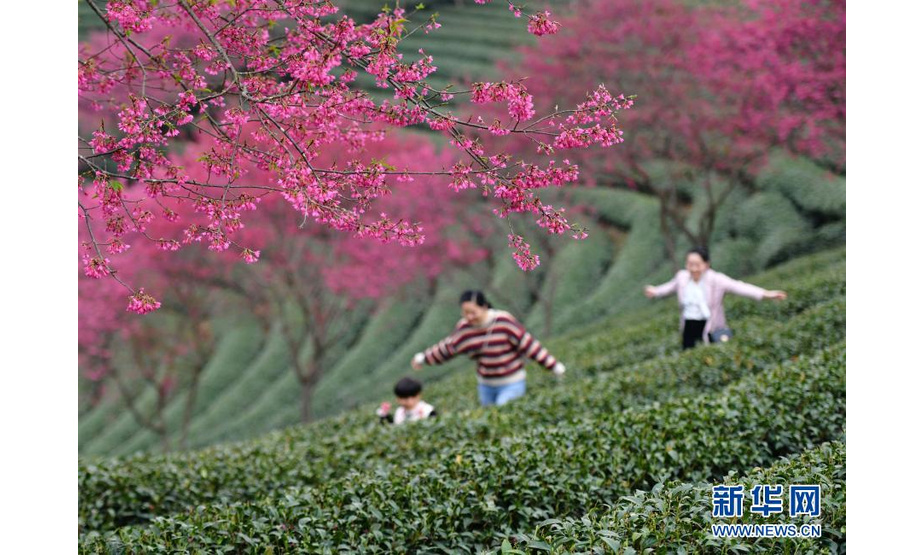 2月8日，游客在台品樱花茶园里观赏游玩。
