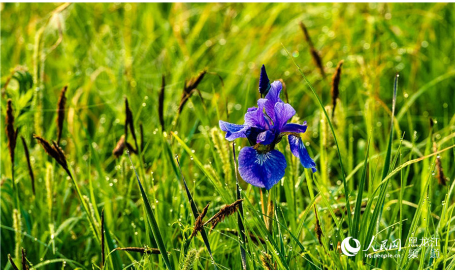 夏天，大兴安岭的山林中繁花似锦，五彩缤纷。有热情的红、浪漫的粉、宁静的黄、圣洁的白、淡雅的紫，走进山里，仿佛走进了一个万花筒般的世界。
有种野花，她的名字叫马兰花。马兰花为淡蓝色、蓝色或蓝紫色。马兰花属鸢尾科，是多年生草本植物，根茎短粗肥壮，叶呈长条形，十分坚韧，难以折断，花大新奇，花色绚丽，花期五至六月，生于山坡草地，喜光耐阴、耐寒、耐干旱、抗盐碱，具有顽强的生命力，有良好的生态功能和经济价值，在城市绿化美化建设中具有广阔的应用前景。
图片由人民网黑龙江摄影团队 大岭闲人 拍摄。