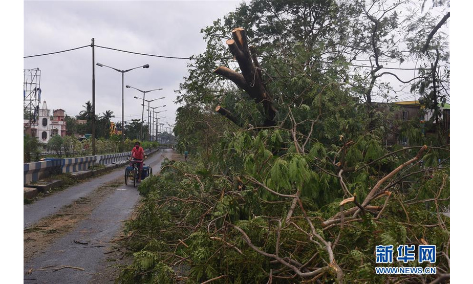 5月21日，在印度加尔各答，一辆人力车经过倾倒的树木。

　　据《印度时报》21日报道，特强气旋风暴“安攀”20日下午在印度东部西孟加拉邦沿海登陆后，目前已造成至少77人死亡。

　　新华社发