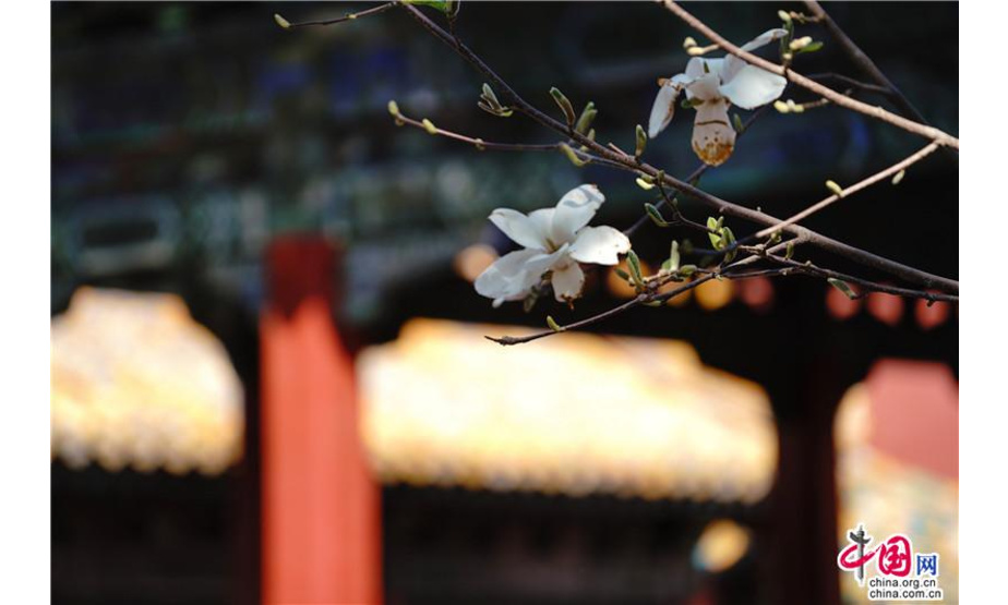 都说北京的春天太短暂，可百花不管，似乎在一夜间竞相怒放，杏花、玉兰花、梨花、海棠花、丁香花、二月兰，姹紫嫣红的装点着四季中最美的开始。京城是与众不同，因为有紫禁城，红墙映衬下的花枝，充满了古典与诗情。作者：尤紫璇
