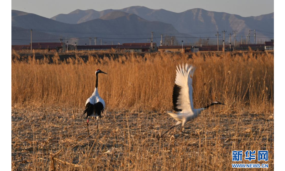 2月23日，两只国家一级保护动物丹顶鹤在山西省大同市广灵县壶流河湿地驻足栖息。
新华社记者 马毅敏 摄