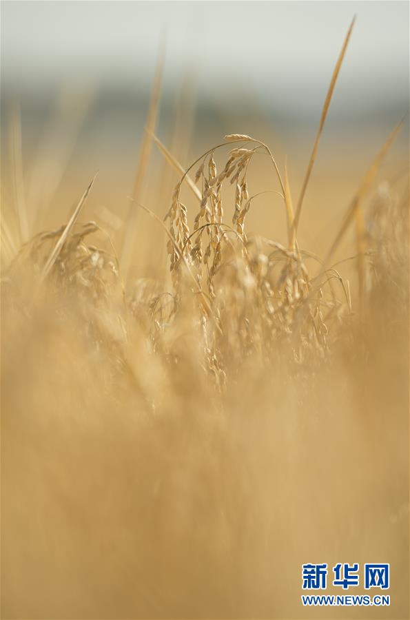 这是10月10日在吉林省和龙市光东村拍摄的成熟的稻穗。 金秋时节，稻谷飘香，吉林省延边朝鲜族自治州进入水稻收获季，田间地头金黄遍野，稻浪滚滚，一派丰收景象。 新华社记者 许畅 摄