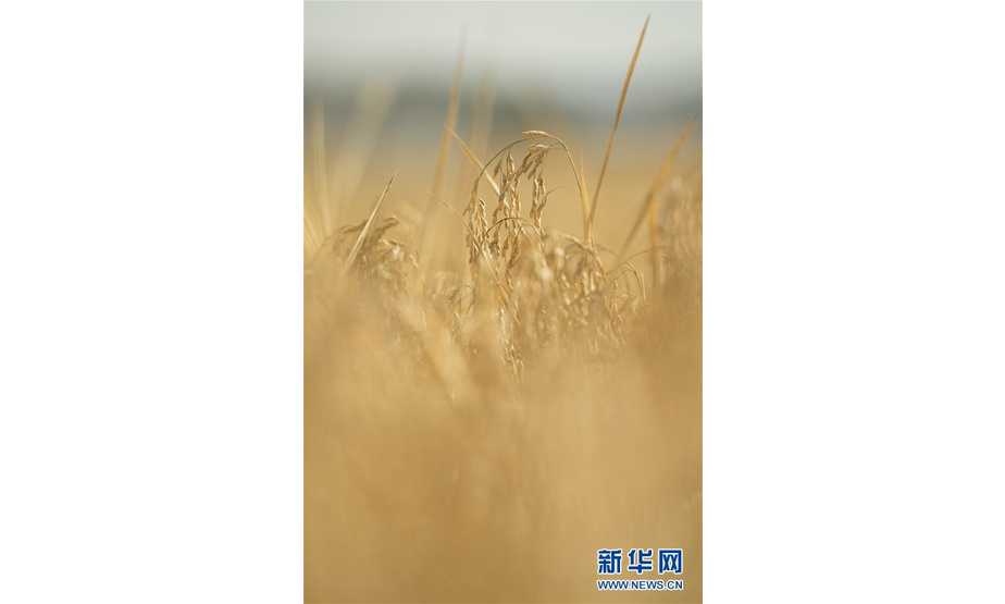 这是10月10日在吉林省和龙市光东村拍摄的成熟的稻穗。 金秋时节，稻谷飘香，吉林省延边朝鲜族自治州进入水稻收获季，田间地头金黄遍野，稻浪滚滚，一派丰收景象。 新华社记者 许畅 摄