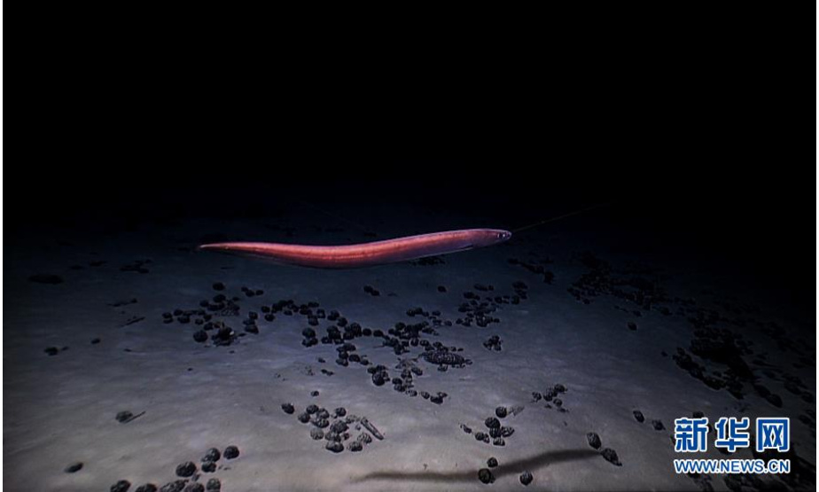 一条海鳗游过麦哲伦海山的富钴结壳上方（4月12日摄）。近日，中国“科学”号科考船上的“发现”号深海机器人多次深潜探访西太平洋麦哲伦海山区并采样。这里正是全球著名的“富钴结壳区”。新华社记者 张建松 摄