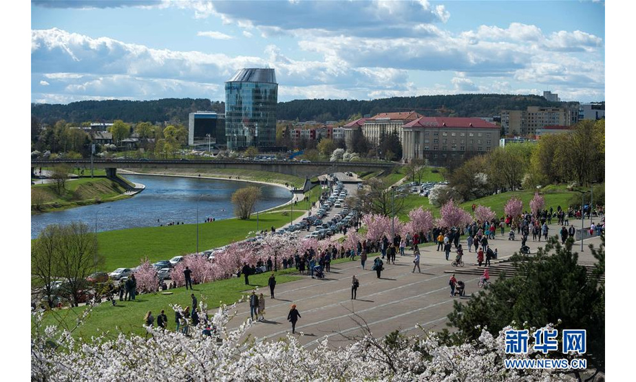 4月22日，人们在立陶宛首都维尔纽斯一个樱花盛开的公园里赏花。近日，立陶宛天气逐渐转暖，首都维尔纽斯的樱花盛开。新华社发（阿尔弗雷达斯·普里亚迪斯摄）