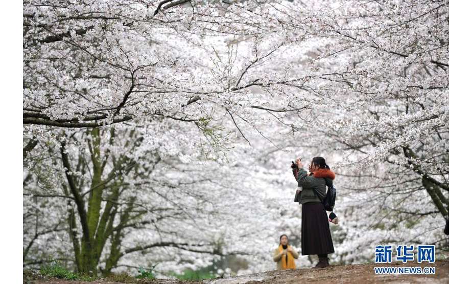 
3月11日，游人在贵州省贵安新区的樱花园内赏花拍照。

春季里，贵州省贵安新区红枫湖畔的樱花园内樱花绽放，花海如云似雪，吸引游人踏春赏樱。

新华社发（张晖 摄）