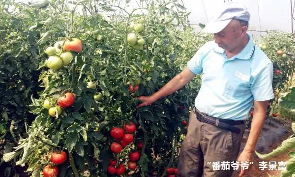 【英才耀龙江】“番茄爷爷”的故事