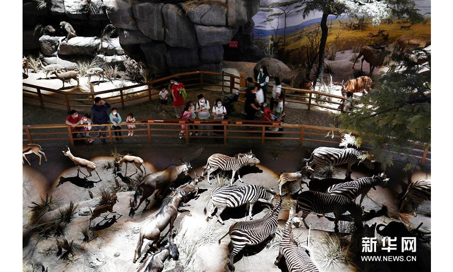 7月15日，观众在上海自然博物馆参观。新华社记者 刘颖 摄