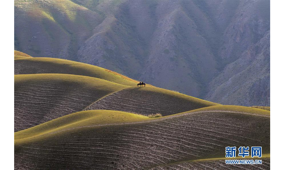 这是8月13日拍摄的喀拉峻草原一景。 喀拉峻草原位于新疆伊犁河谷的特克斯县境内，山峦连绵起伏，线条柔美，层次分明，犹如一幅大气磅礴的天然画卷。 新华社记者 胡虎虎 摄