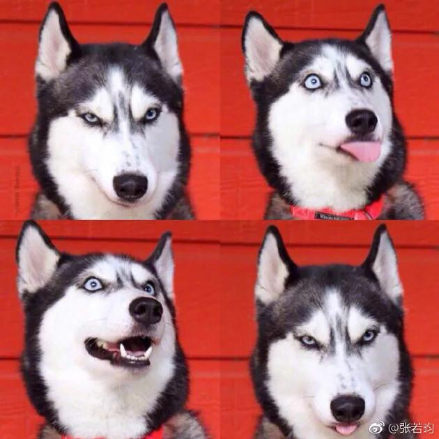 唐艺昕疑否认怀孕登热搜 张若昀晒二哈问号脸