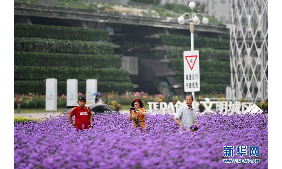 7月18日，游人在马鞭草花海中观赏拍照。

　　近日，天津滨海新区泰达城市广场的马鞭草进入盛花期，紫色花海吸引了市民前来赏花拍照。

　　新华社记者李然摄
