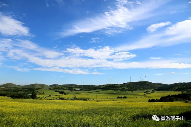碾子山万亩油菜花海,美翻了!