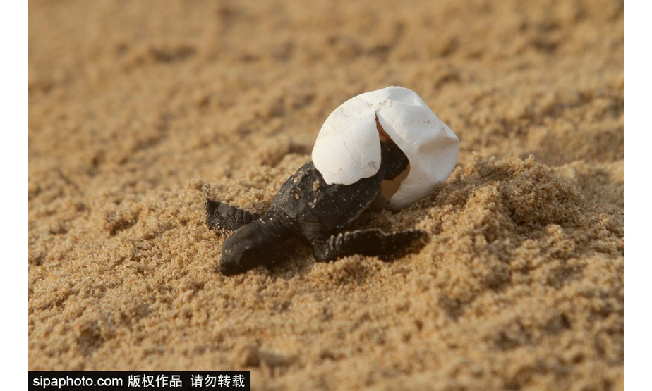 中国日报4月18日电 近日，印度布巴内斯瓦尔，海滩上刚刚孵化出来的小丽龟，呆萌可爱。